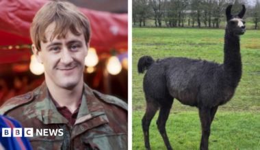 Composite image. On the left is Rodney from Only Fools and Horses wearing a camo jacket. On the right is a black llama standing in a field.