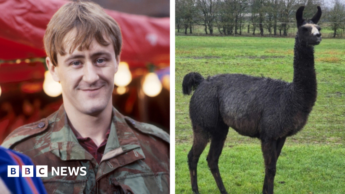 Composite image. On the left is Rodney from Only Fools and Horses wearing a camo jacket. On the right is a black llama standing in a field.