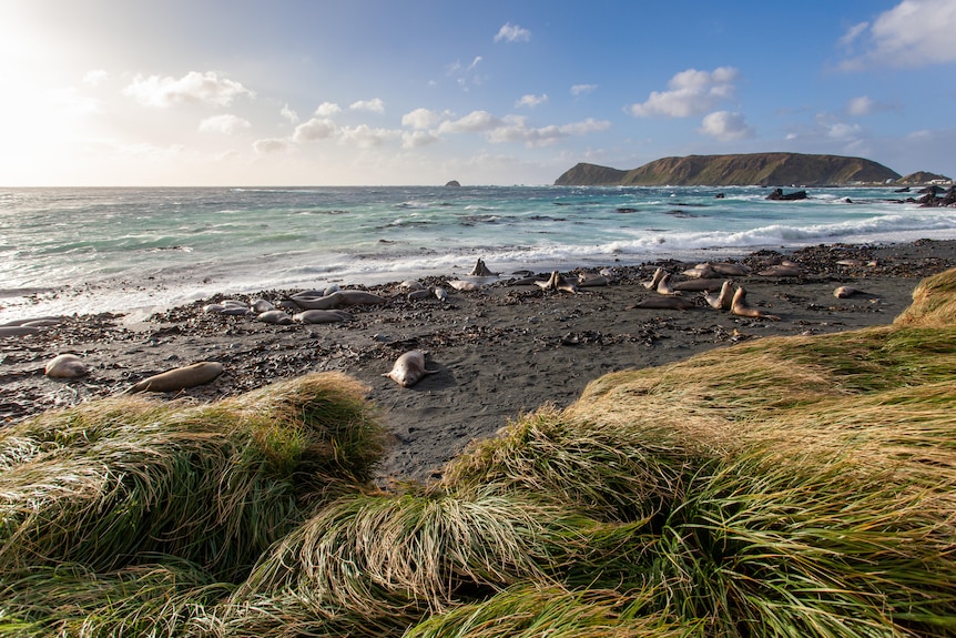 View of seals lying upon rocky foreshore, with blue ocean in the distance.