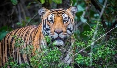 Tigers to be reintroduced in eastern forests from other states - Deccan Herald