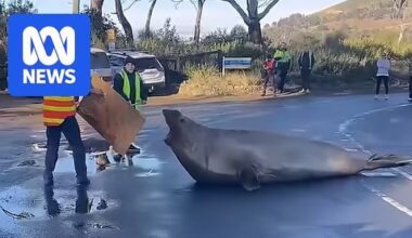 Neil the seal is back bigger than ever and that's a problem for his wellbeing