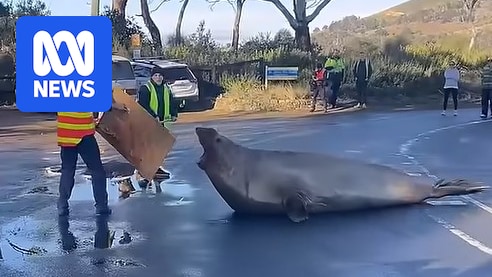 Neil the seal is back bigger than ever and that's a problem for his wellbeing
