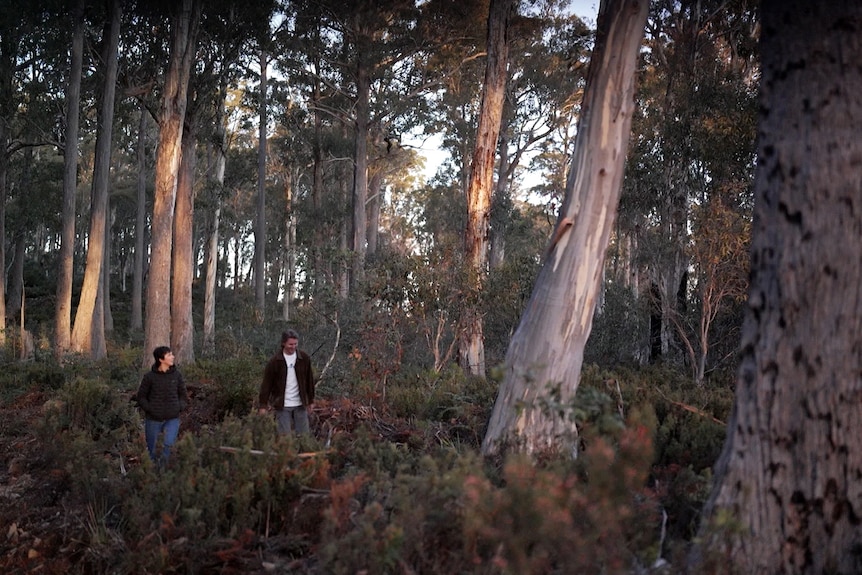 Two people walk through bushland, surrounded by towering trees, including gum trees.