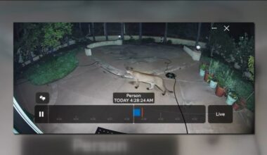 Caught on camera | Mountain lion spotted roaming through San Diego backyard