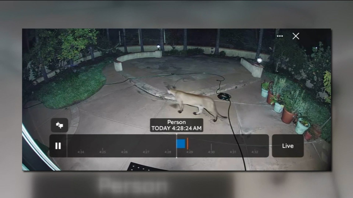 Caught on camera | Mountain lion spotted roaming through San Diego backyard