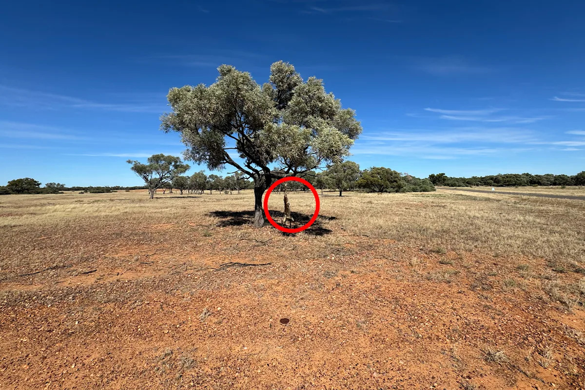 Tourists 'shocked' by gruesome sight under outback tree: 'Horrible'