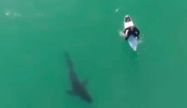 Photographer Uses Drone to Warn Surfer of Huge Shark Menacingly Circling Beneath Him