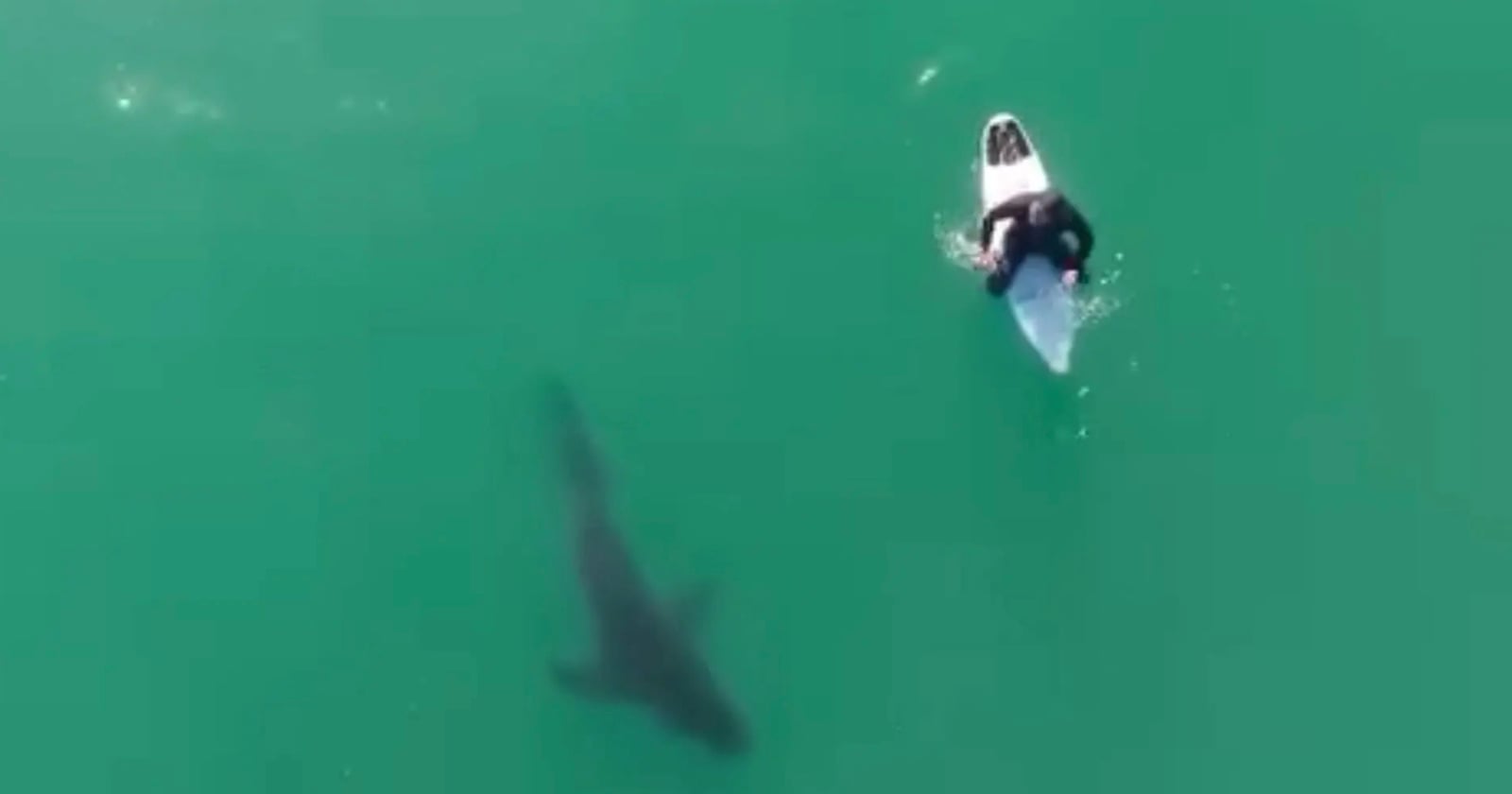 Photographer Uses Drone to Warn Surfer of Huge Shark Menacingly Circling Beneath Him