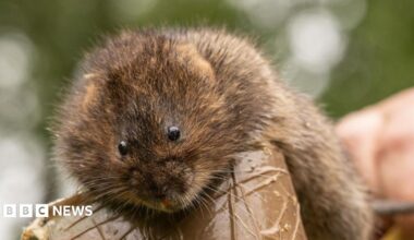 A brown water vole, looking at the camera, by a riverbank, with vegetation in the image.