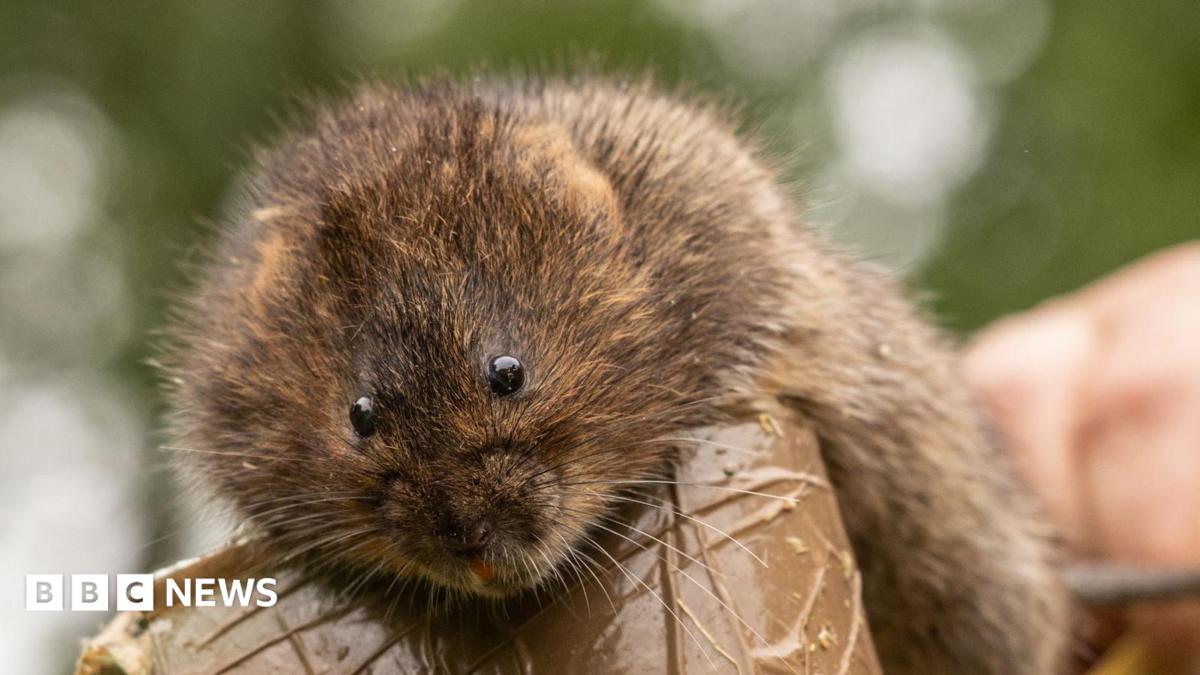A brown water vole, looking at the camera, by a riverbank, with vegetation in the image.