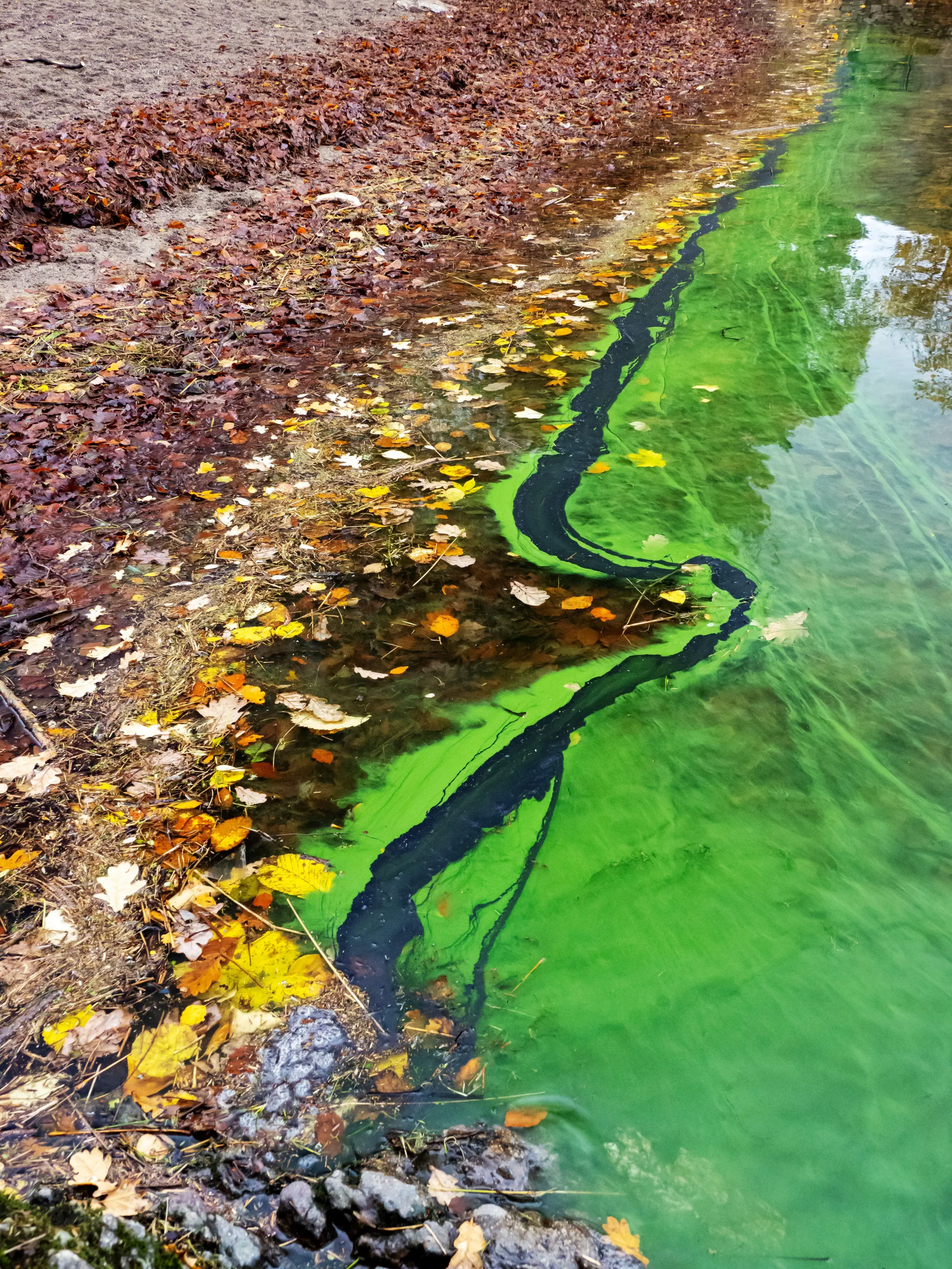 Blue-green algae bloom on Lake Windermere in November.