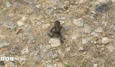 A small, dark frog walking across a path which is made up of small rocks and and silt.