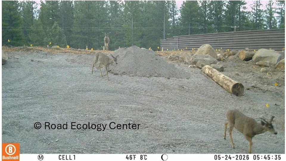 Three mule deer walking across an unfinished wildlife bridgeImage via Katherine E Kerlin&sol;UC Davis Road Ecology Center