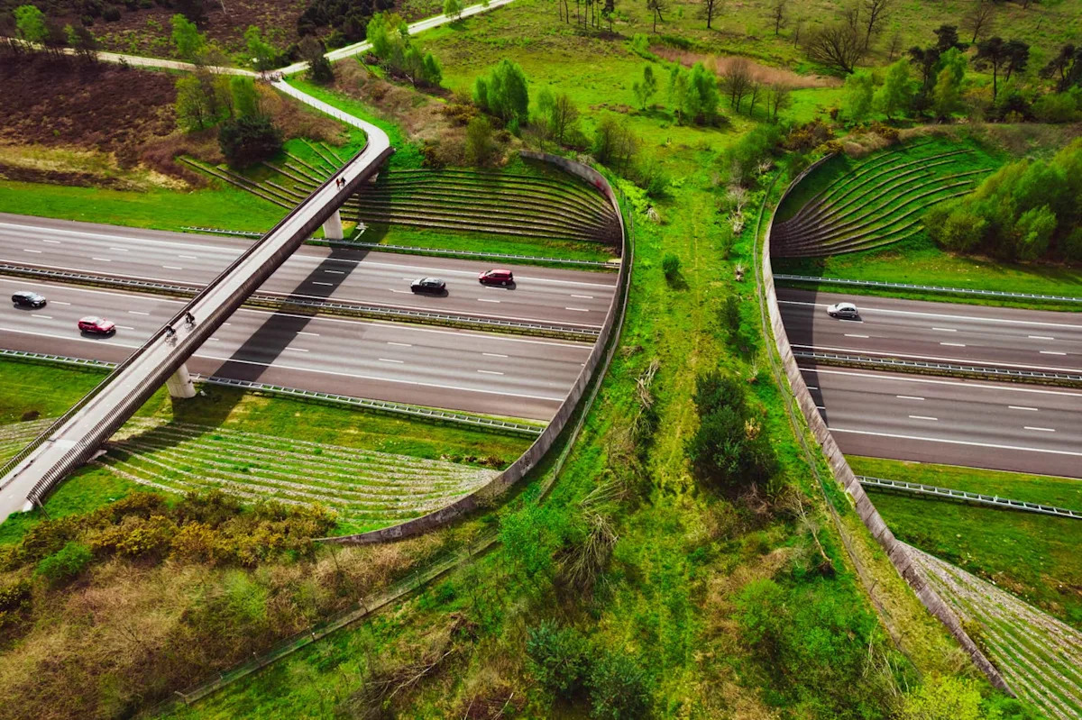 California’s Wildlife Bridge Isn’t Finished Yet, But One Species Is Already Using It