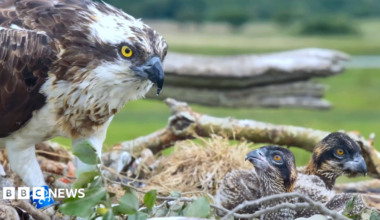Osprey in nest with chicks