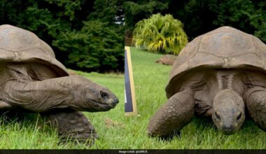 194-Year-Old Tortoise Becomes World's Oldest Known Land Animal