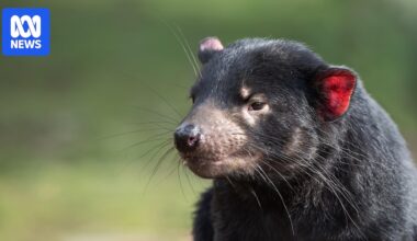 Successful cat trapping effort leads to spike in Tasmanian devil population