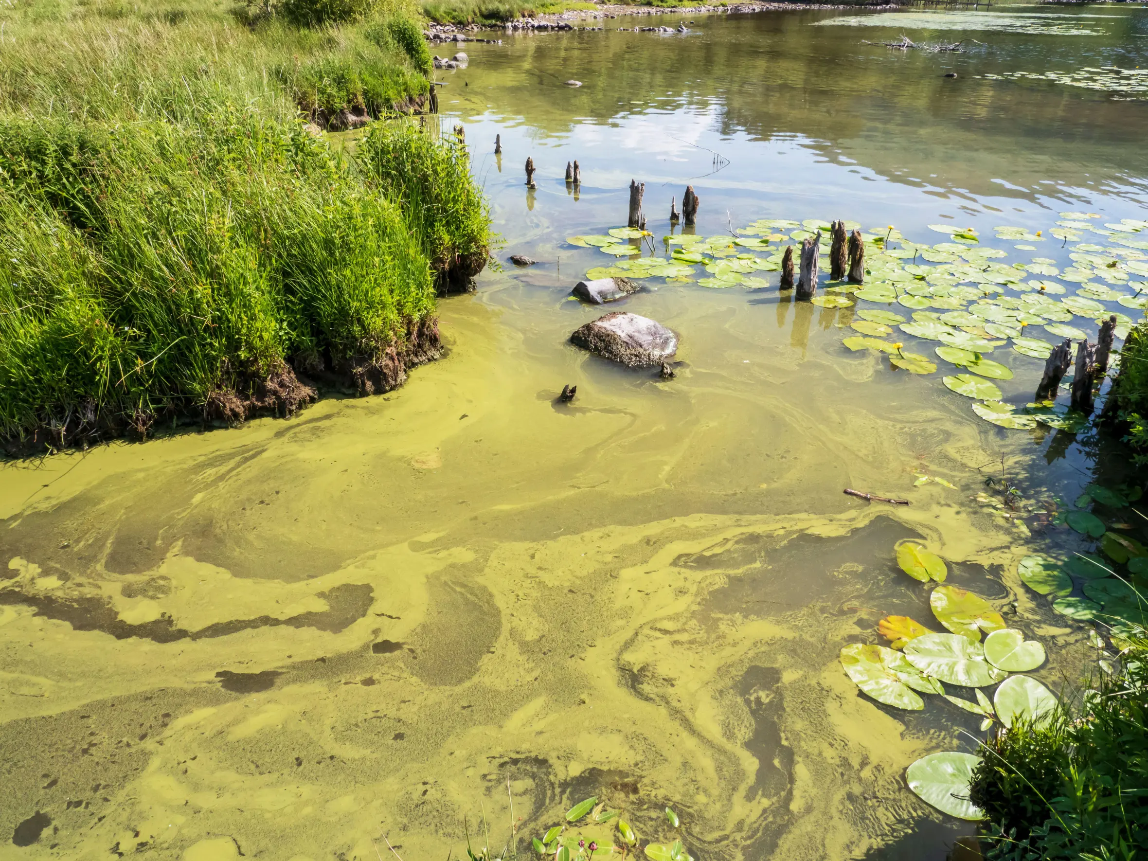 Blue-green algae, or cyanobacteria, blooming in Lake Windermere.