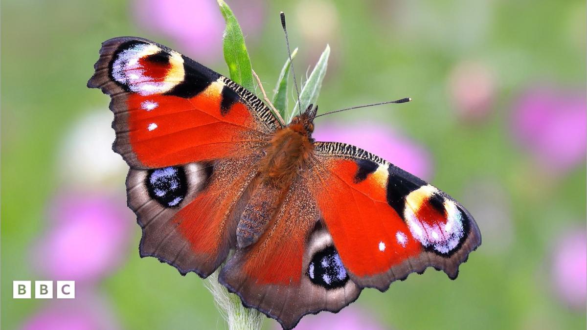 Link to newsround