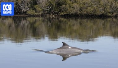Four dolphins found dead in Adelaide in recent days