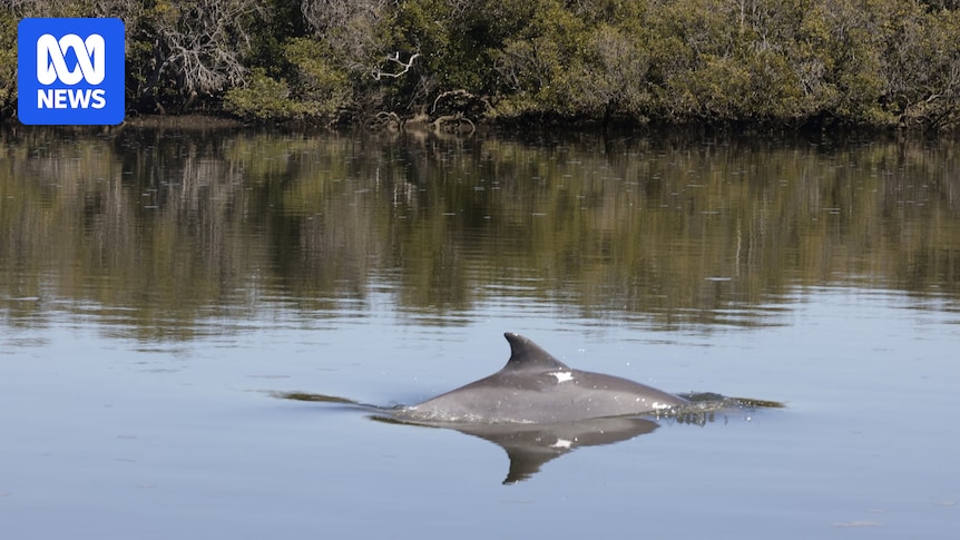 Four dolphins found dead in Adelaide in recent days