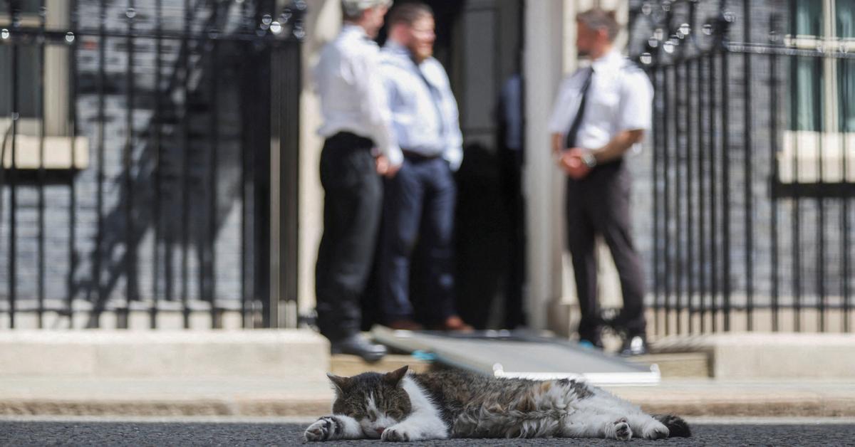 The most famous cat in the United Kingdom already awaits a new owner at Downing Street