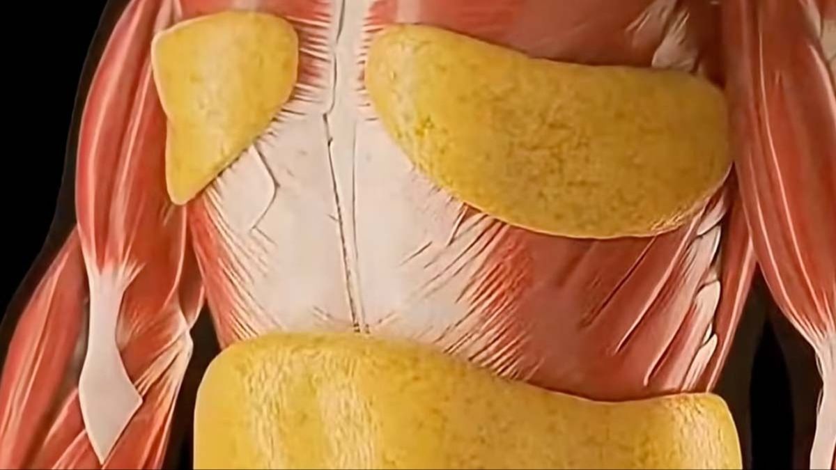 Mind-blowing simulation shows extreme impact that fasting for 36 hours has on your body