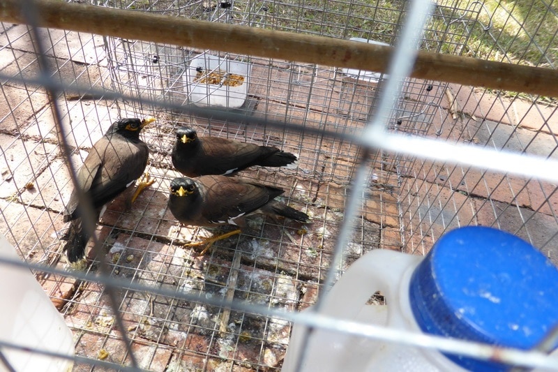 Three myna birds caught in a homemade trap.