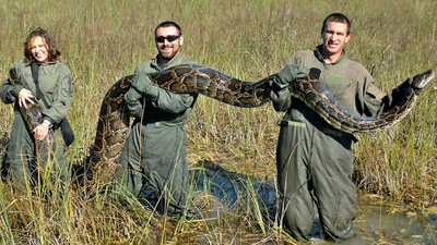 Florida's giant Burmese pythons are doing more than eating wildlife, they are transforming the Everglades by spreading seeds