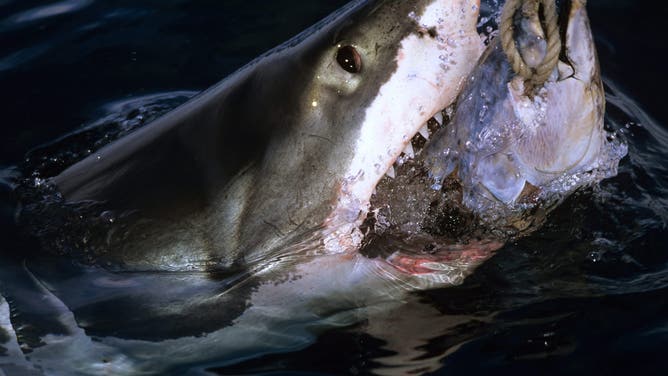 Great white shark (Carcharodon carcharias), attacking tuna bait. Neptune islands, South Australia.