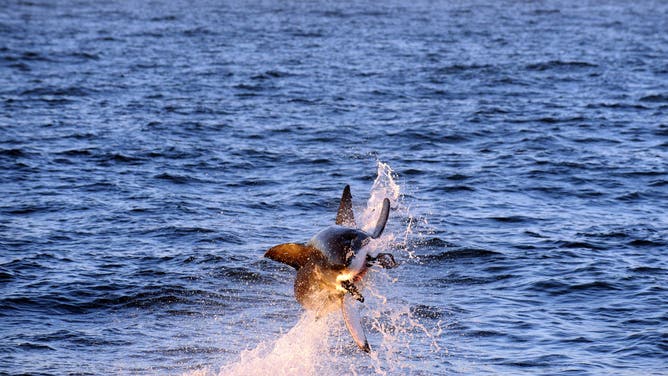 Great White Shark breaching at Seal Island, False Bay, South Africa