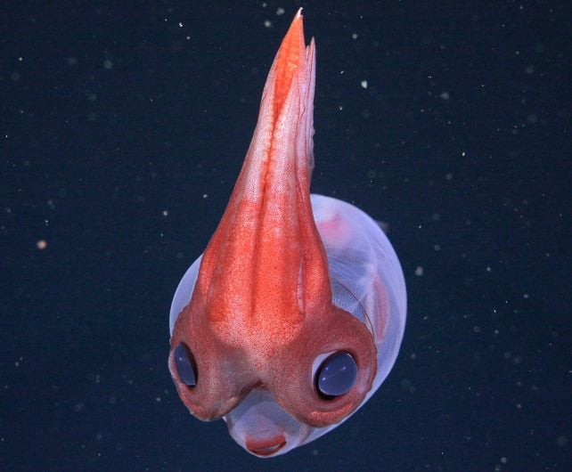 Hidden Coral World The Size of Vatican City Found Deep Beneath The Ocean