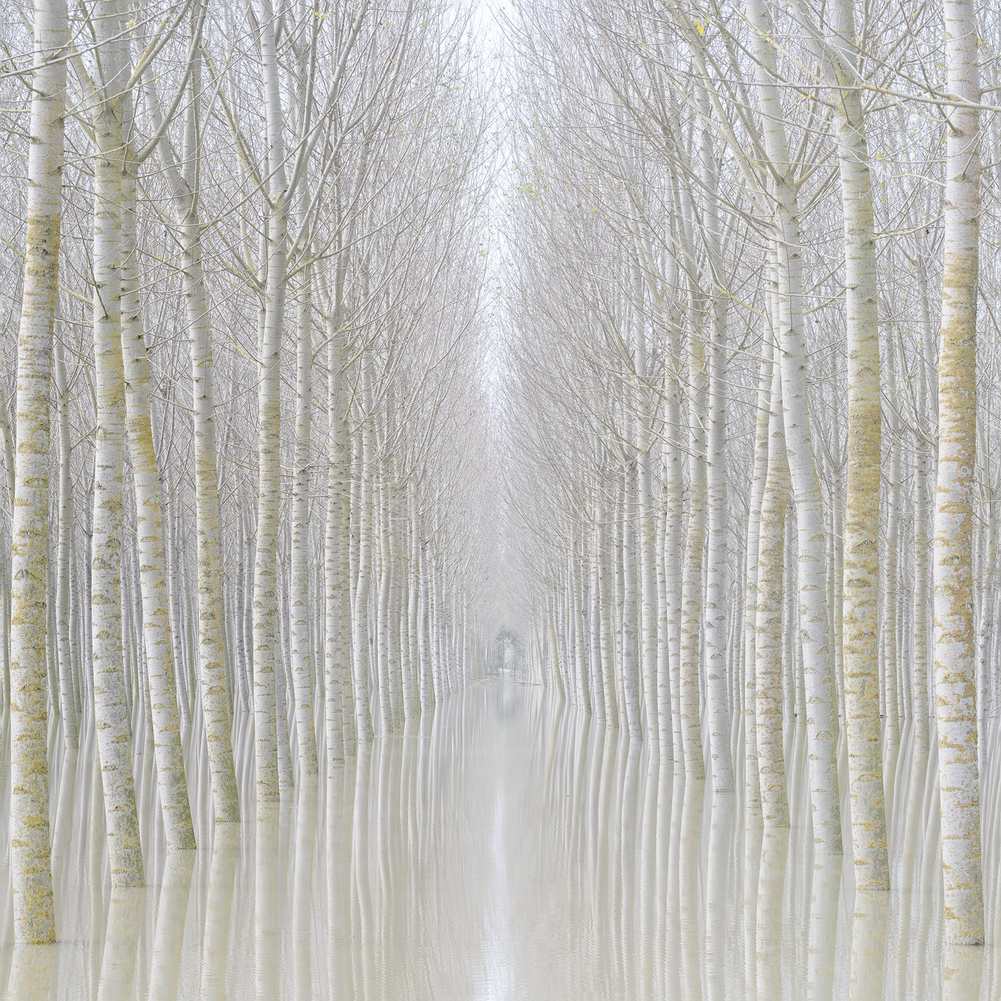A flooded forest of tall, slender birch trees with bare branches, creating a symmetrical and misty pathway