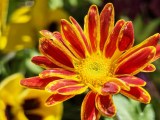 Daylight samples, telephoto camera (6x) - 140mm, f/2.5, ISO 50, 1/500s (4608x3456px) - Honor Magic V6 review