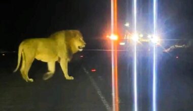 The lion that was spotted roaming near Nongoma in northern KwaZulu-Natal.
