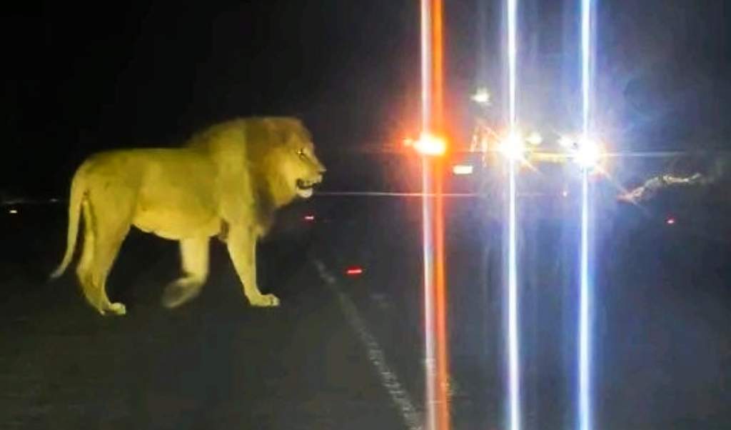 The lion that was spotted roaming near Nongoma in northern KwaZulu-Natal.