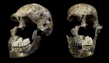 Study suggests all Homo naledi skeletons from South African cave are female