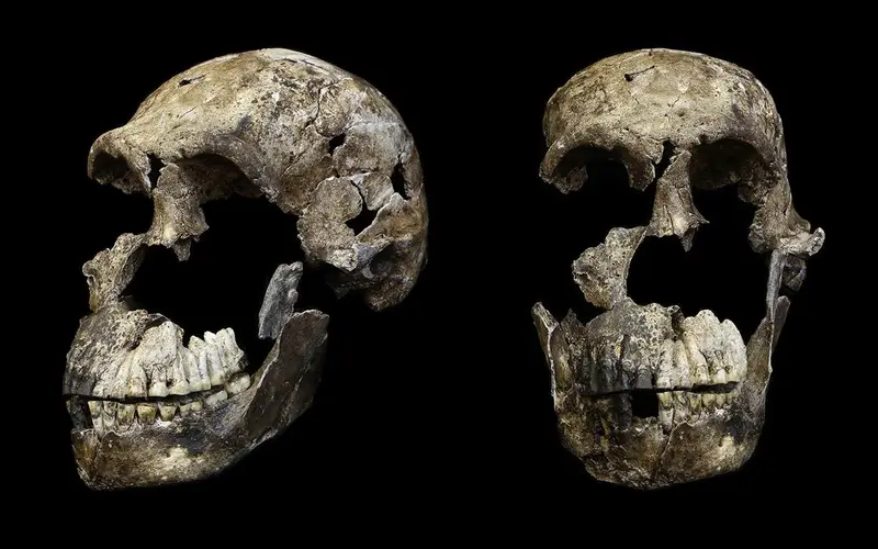 Study suggests all Homo naledi skeletons from South African cave are female
