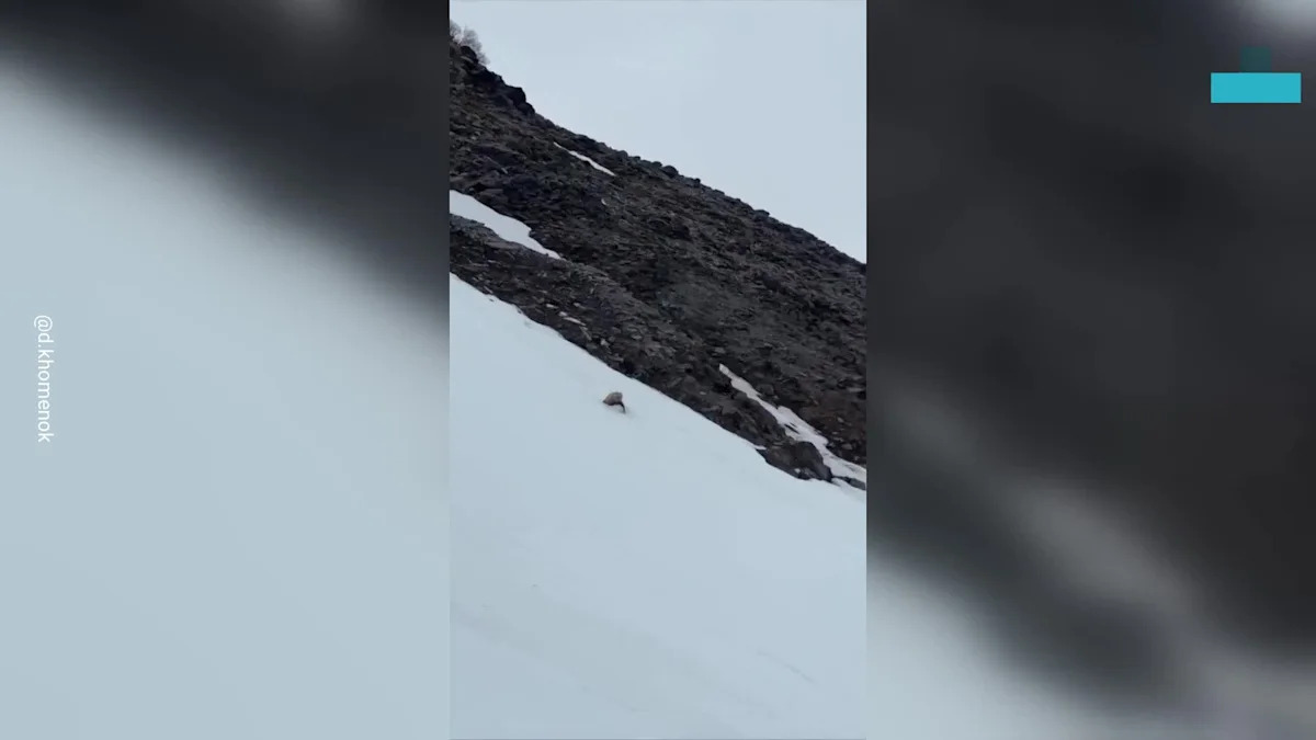 The Tense Moment a Bear Crossed Paths With a Tour Group