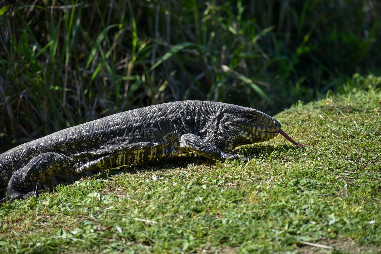 Georgia officials are warning residents of a large invasive reptile, known as the Argentine black and white tegu