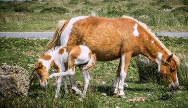 Why I’m willing to go to war to save Dartmoor’s ponies
