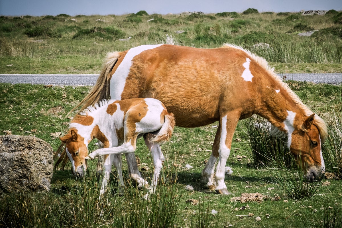Why I’m willing to go to war to save Dartmoor’s ponies