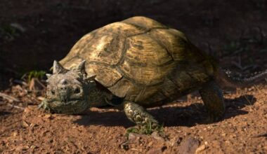 Fossil Discovery in Patagonia Reveals New Species of Horned Turtle