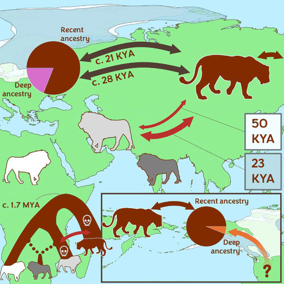 Using 12 cave lion genomes spanning more than 100,000 years, Stanton et al. show that modern and cave lions were distinct evolutionary lineages with separate demographic histories and unique non-synonymous variants. Image credit: Stanton et al., doi: 10.1016/j.cell.2026.05.007.