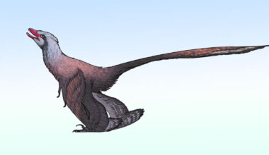 New Feathered Dinosaur from China Had Peacock-Like Tail