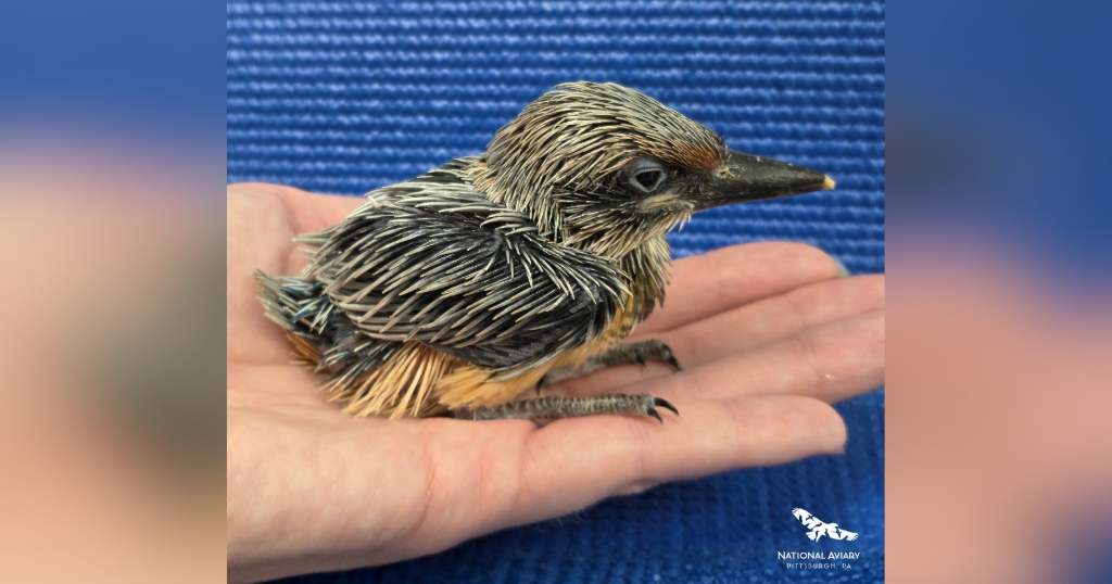 A bird that's extinct in the wild hatched at the National Aviary