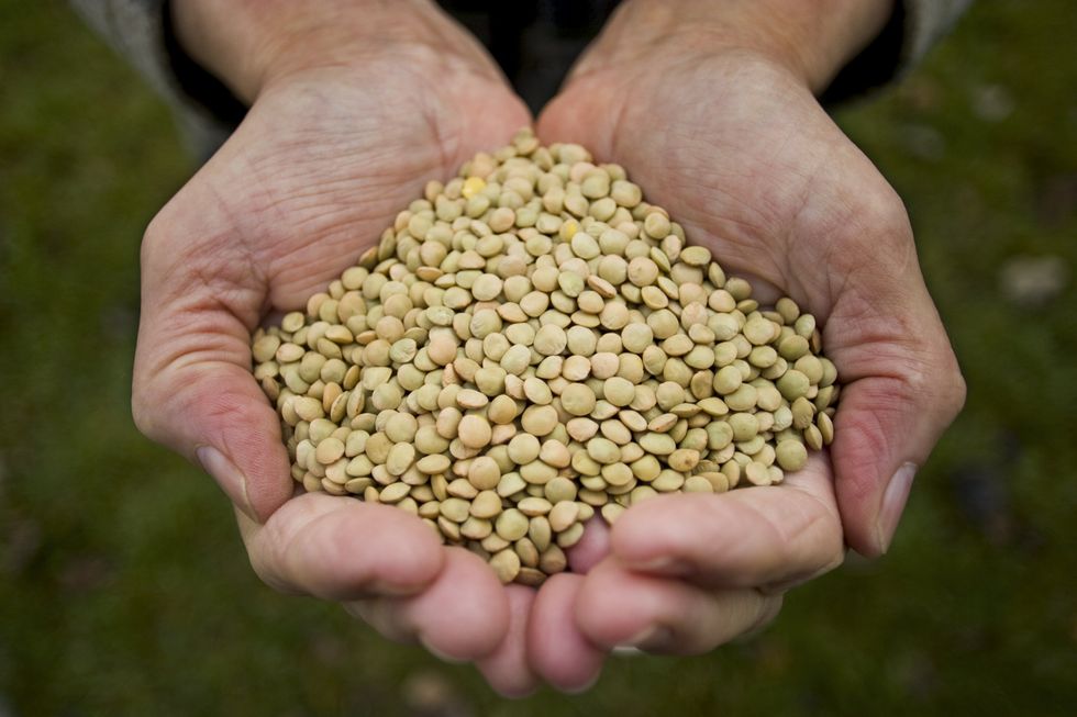 Lentils