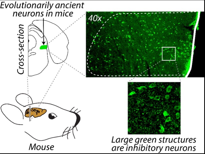 Scientists Have Found The Brain's 'Focus' Button - And It's Evolutionarily Ancient