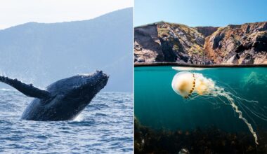 A split image shows a humpback whale breaching in the ocean on the left, and a jellyfish drifting near the surface of clear blue water by rocky cliffs on the right.