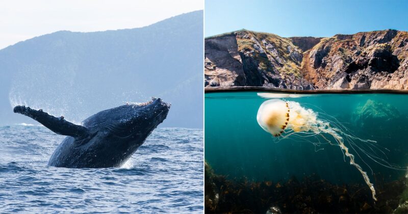 A split image shows a humpback whale breaching in the ocean on the left, and a jellyfish drifting near the surface of clear blue water by rocky cliffs on the right.